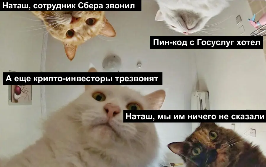 Мем, как коты отвечают на пропущенные звонки Мем, как коты отвечают на пропущенные звонки
