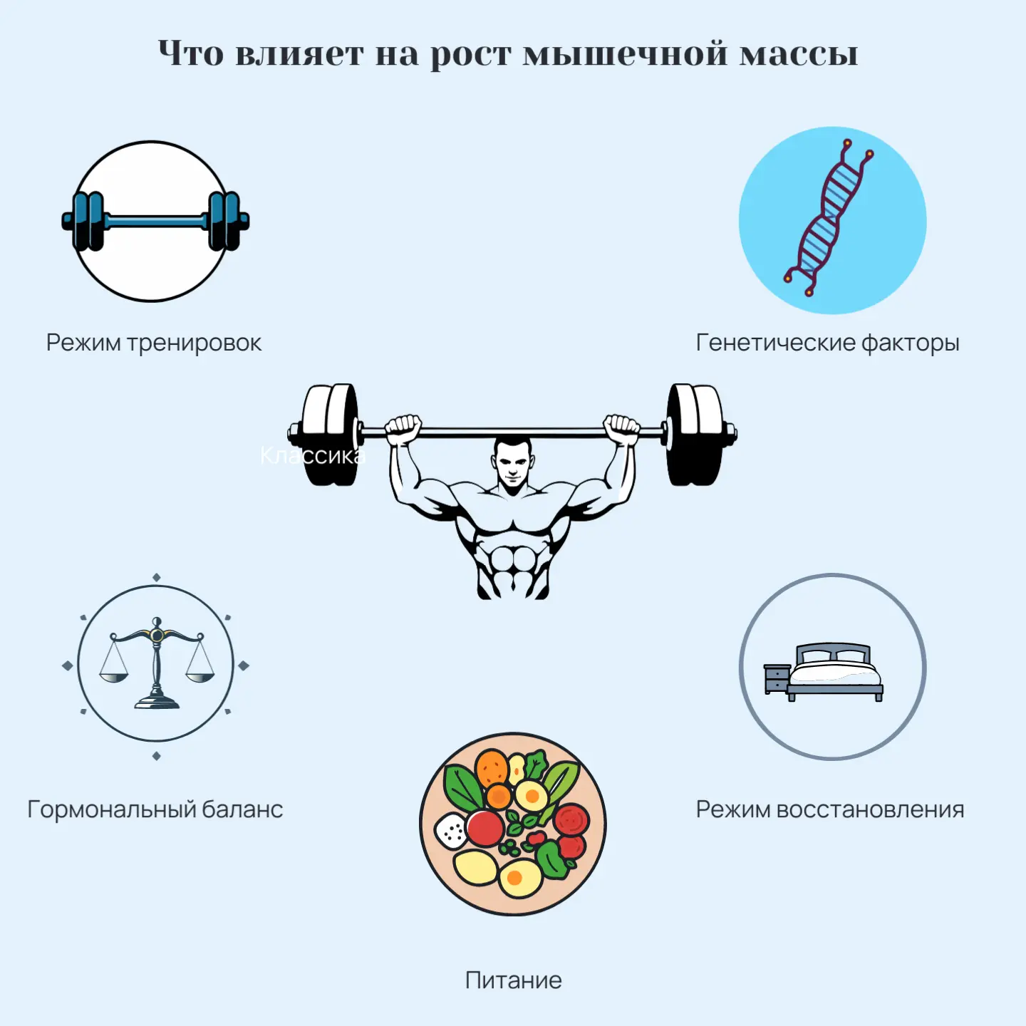 Факторы, влияющие на рост мышечной массы