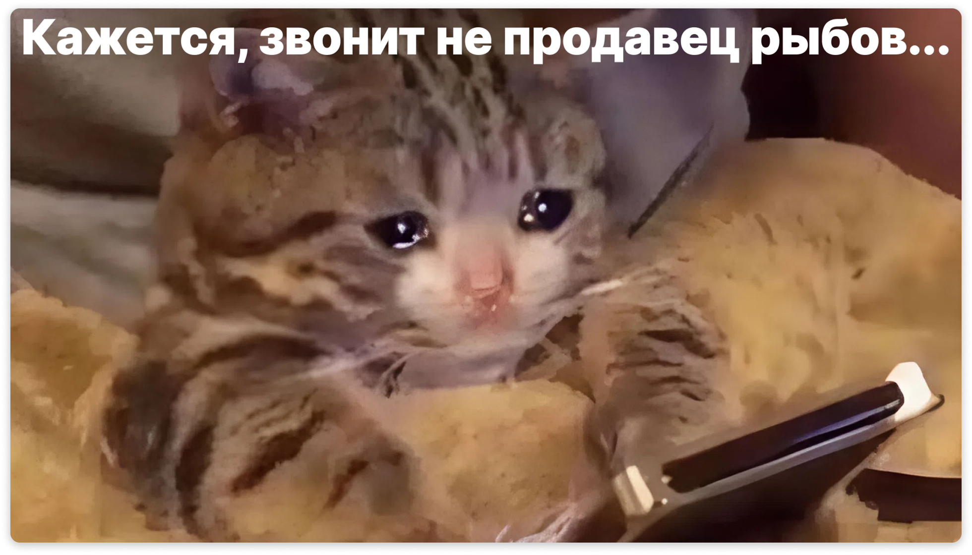Ощущаю себя этим котиком, когда звонят с незнакомого номера